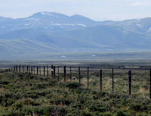 GDMBR: An antelope runs along the fence line.